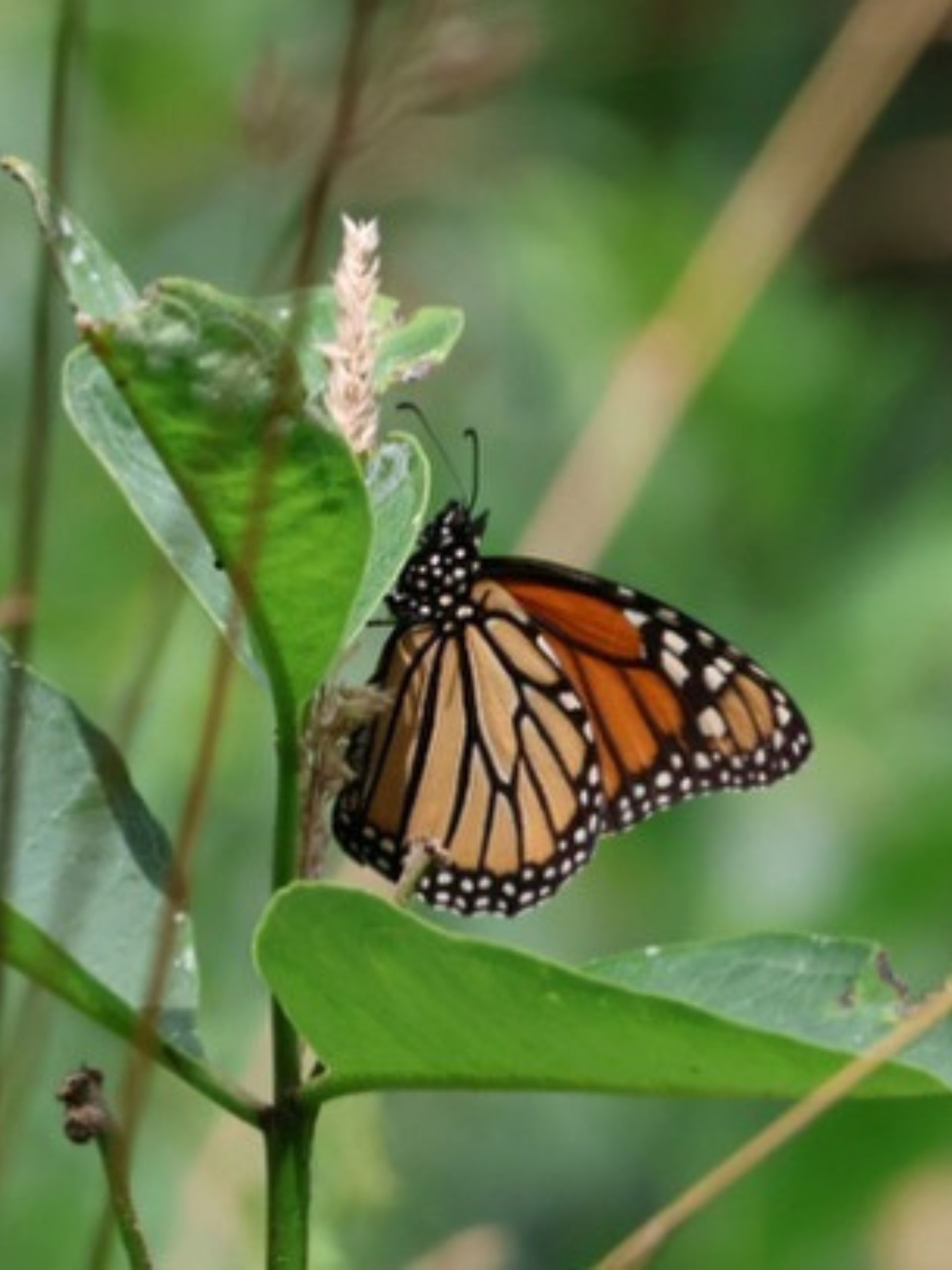 Wildlife observation