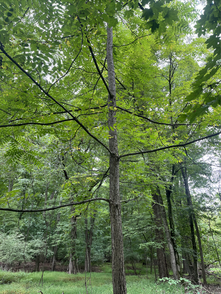 White Ash tree canopy view