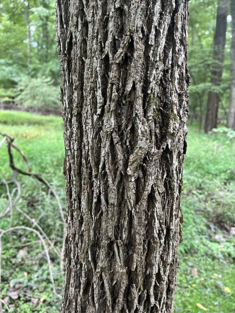 Ash tree in forest
