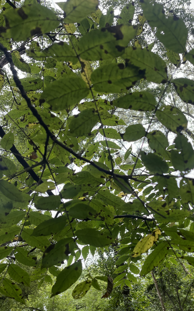 Ash tree landscape