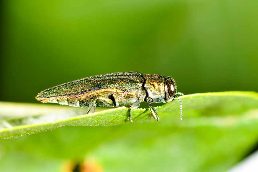 Emerald Ash Borer beetle - invasive pest