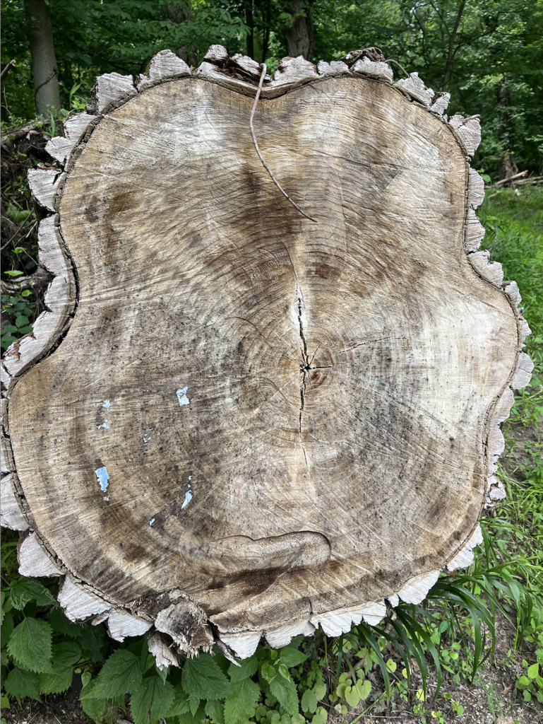 Cottonwood stump showing tree rings