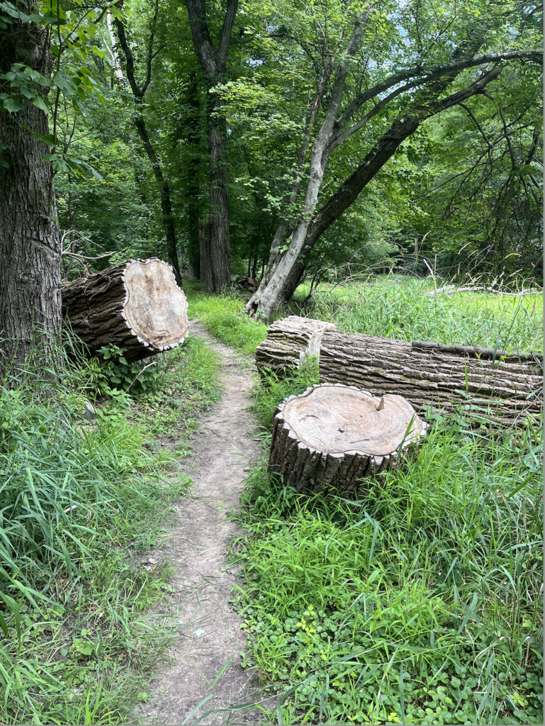 Trail view of fallen cottonwood stump