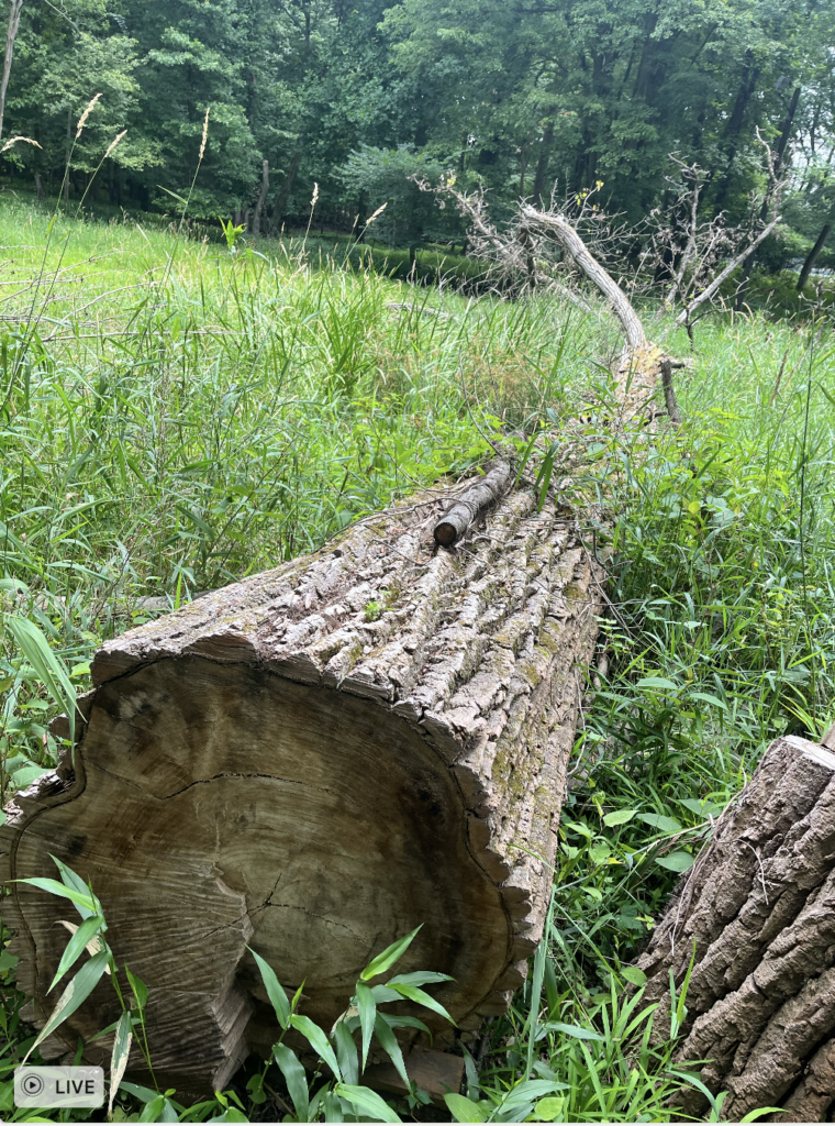 Side view of hollow stump