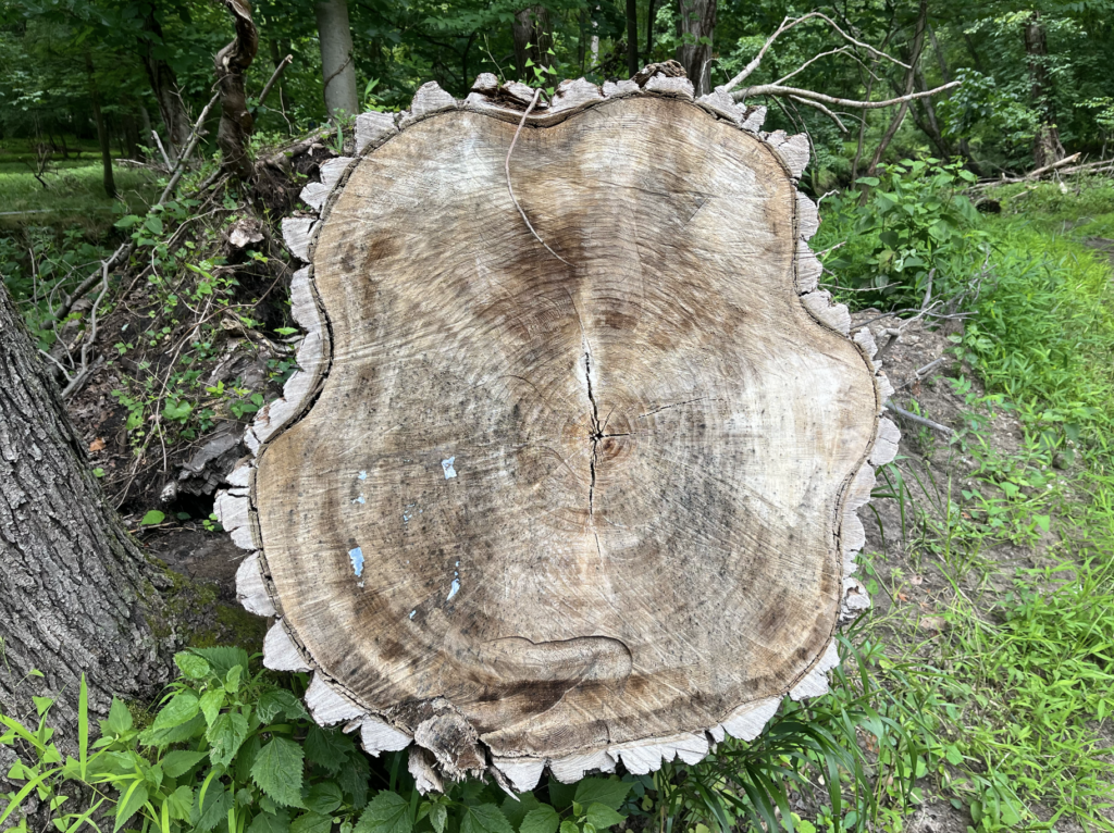 Another view of tree stump with rings