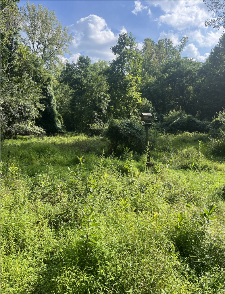 Meadow wildflowers and butterflies