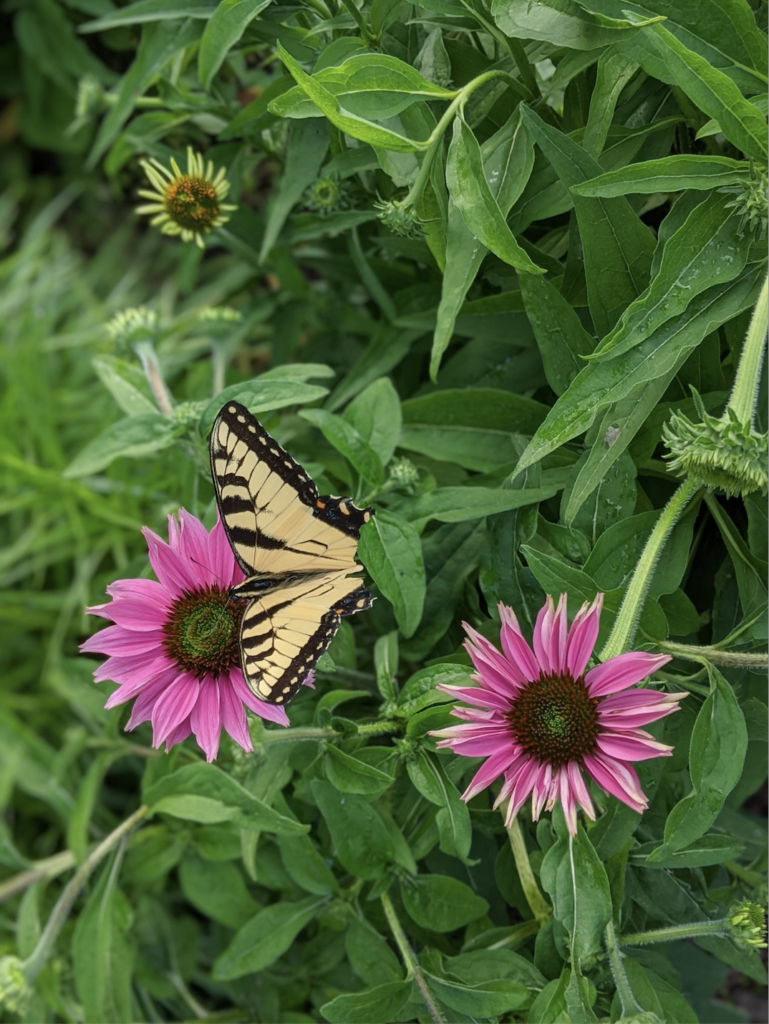 Butterfly on vibrant flowers
