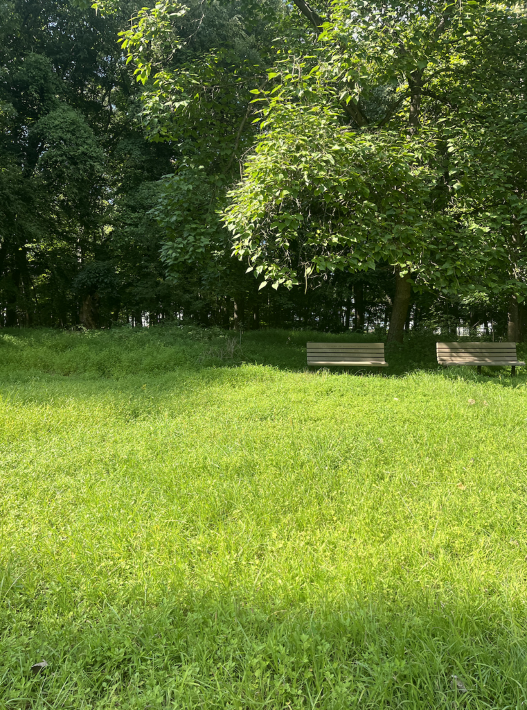 Native meadow grasses and wildflowers