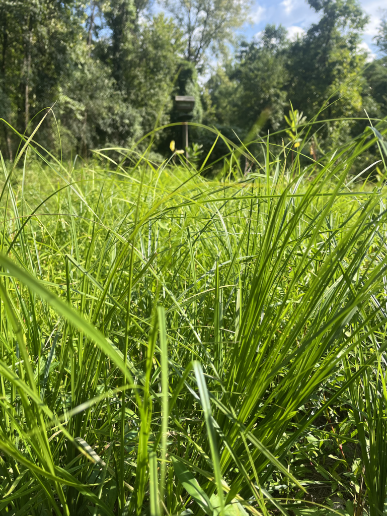 Close-up of tall meadow grasses