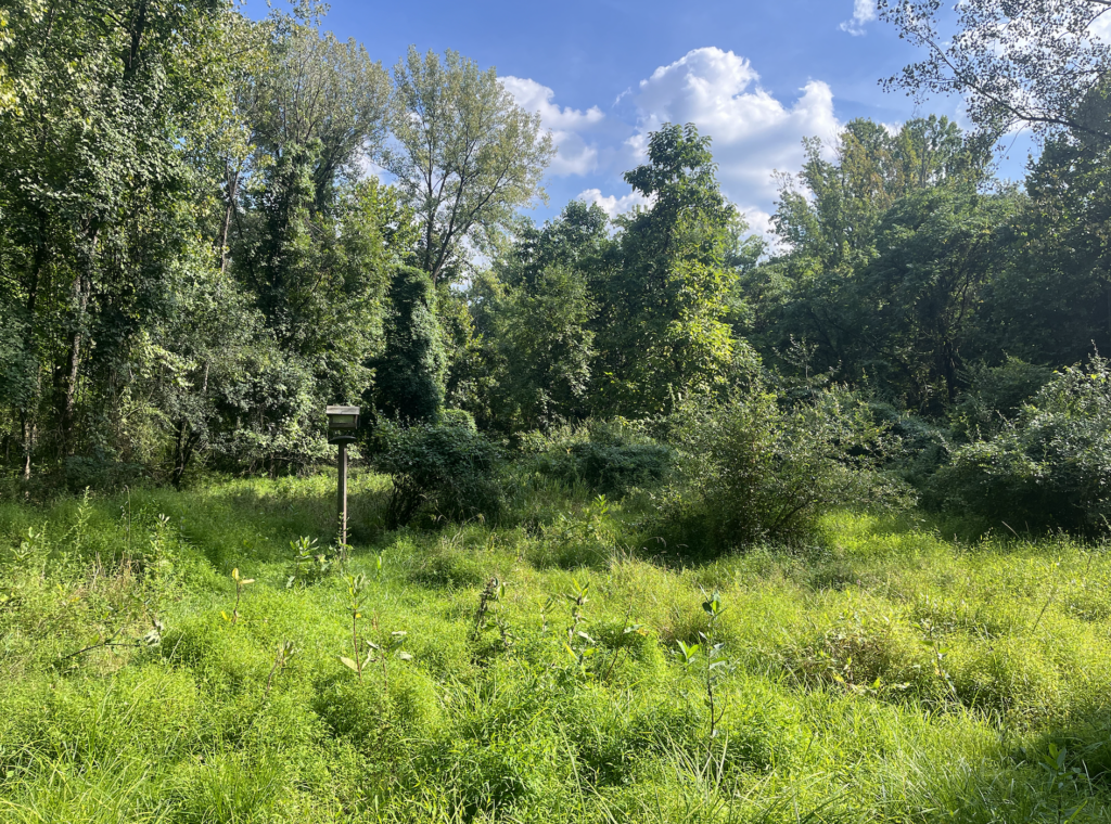 Open meadow with trees in background