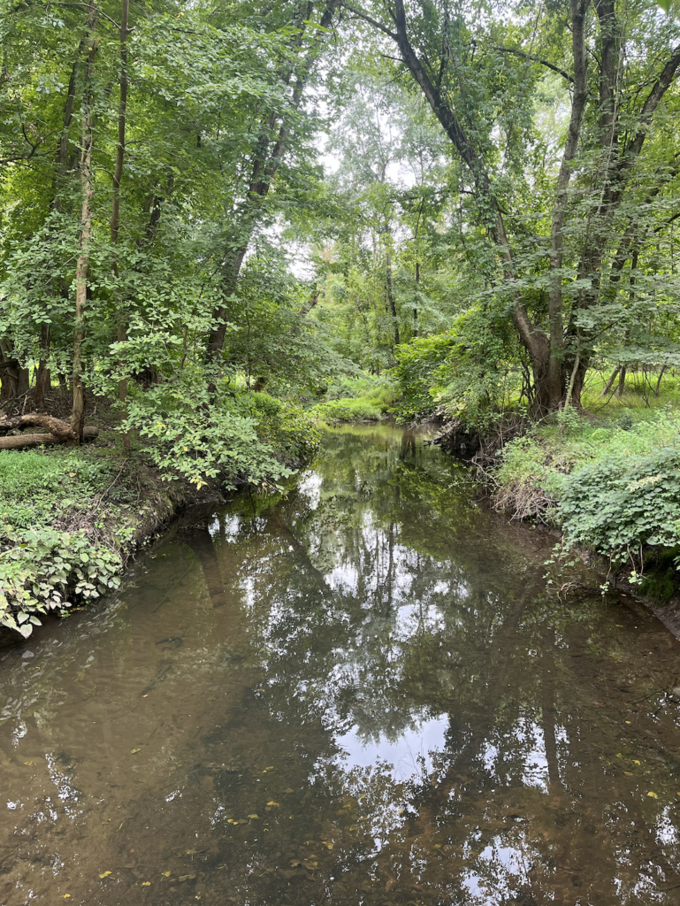 Brook with reflections