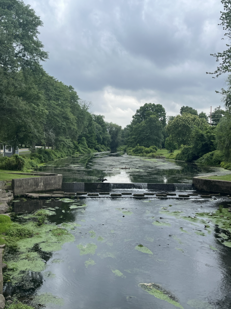 Duck pond with lily pads