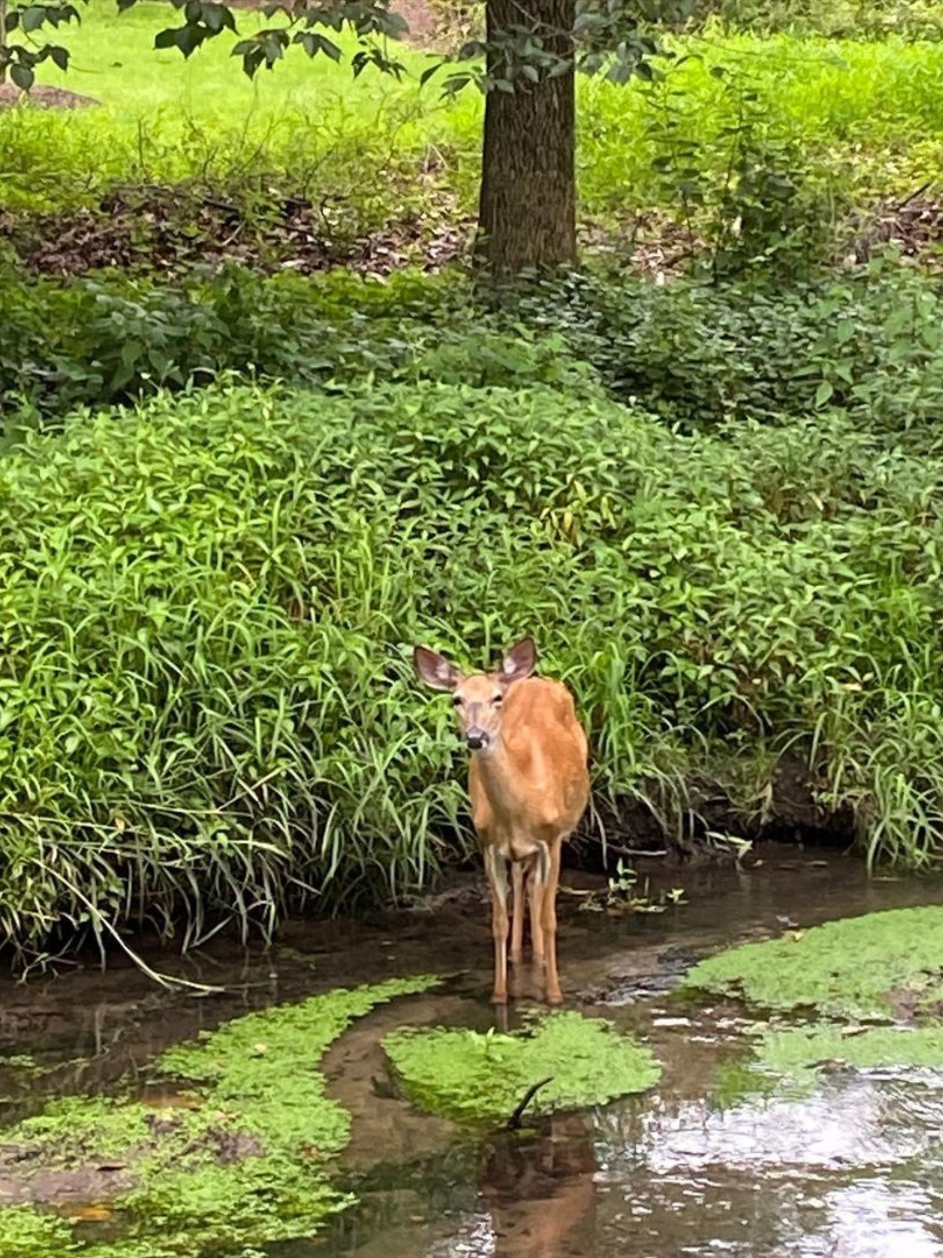 White-tailed Deer