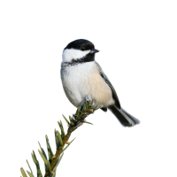 Chickadee