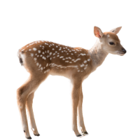 Fawn