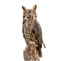 Great Horned Owl