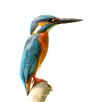 Kingfisher