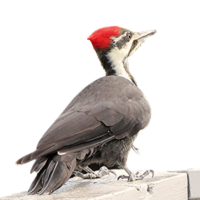 Pileated Woodpecker