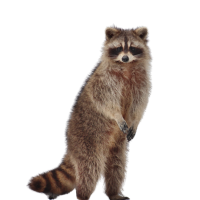 Raccoon