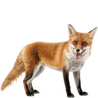 Red Fox