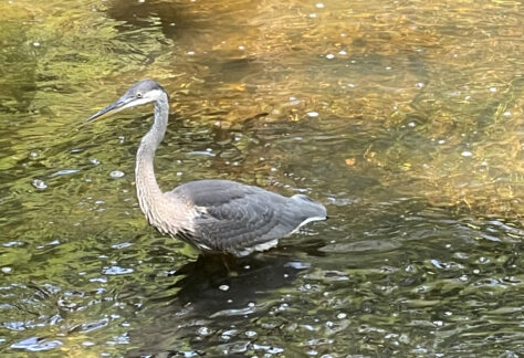 Duck